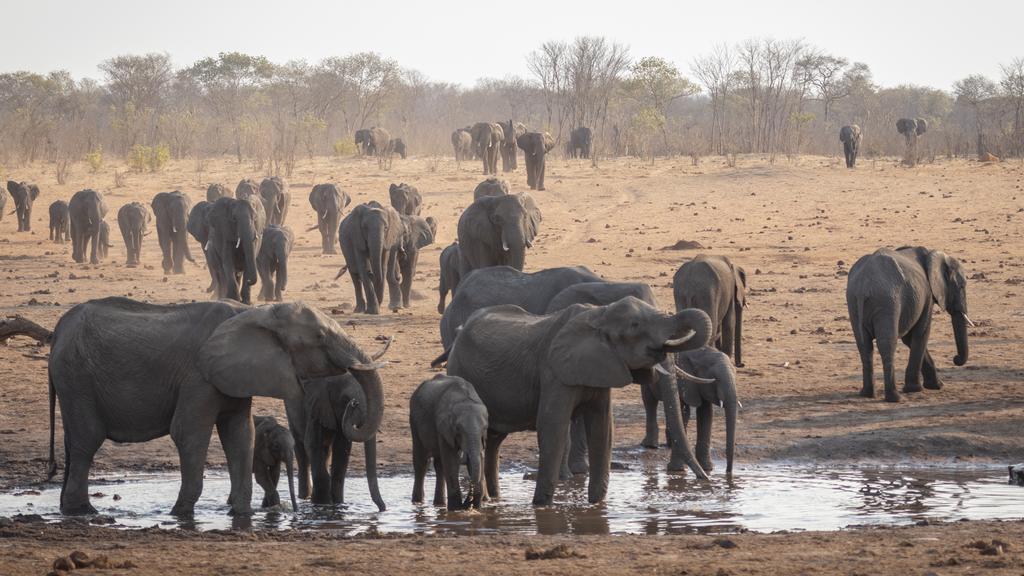 A vast herd of African elephants — including several calves — crowds a muddy waterhole in Hwange National Park, Zimbabwe, with dozens more moving in from the dry, dusty plains and sparse mopane woodland beyond.