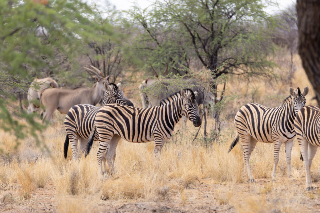 Zebras and eland graze among camelthorn trees on the grounds of Gmundner Lodge, Namibia