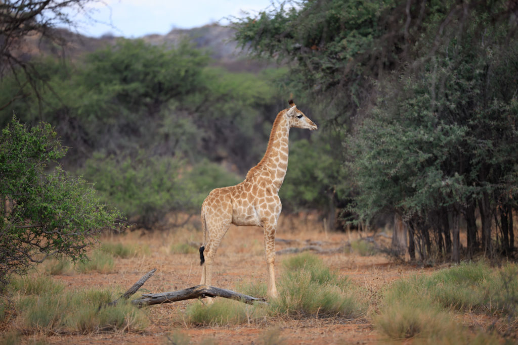 A young giraffe pauses beneath acacia trees in the Kalahari bush surrounding the lodge