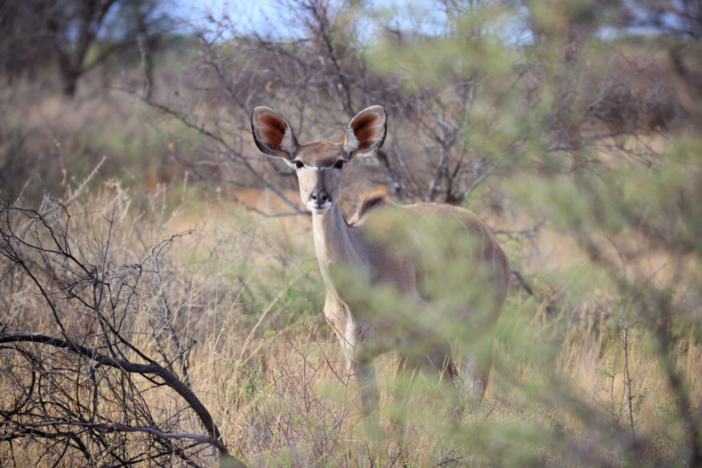 A kudu watches from tall grass beneath scrubby bushveld vegetation