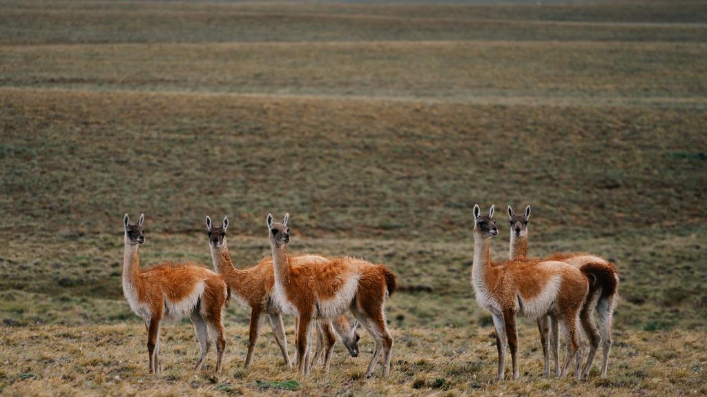 Guanacos in Torres del Paine National Park, Patagonia