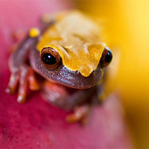 A macro image of a poison dart frog in the Peruvian Amazon