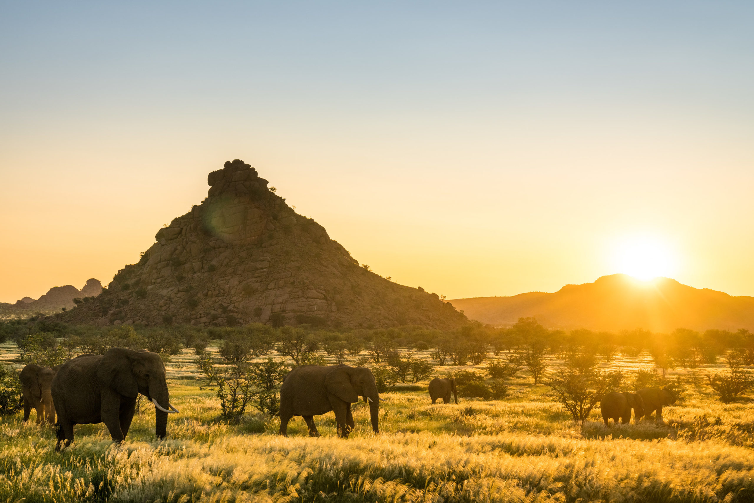 A herd of desert-adapted elephants moves through golden grassland near Mowani as the Damaraland sun sets behind the hills.