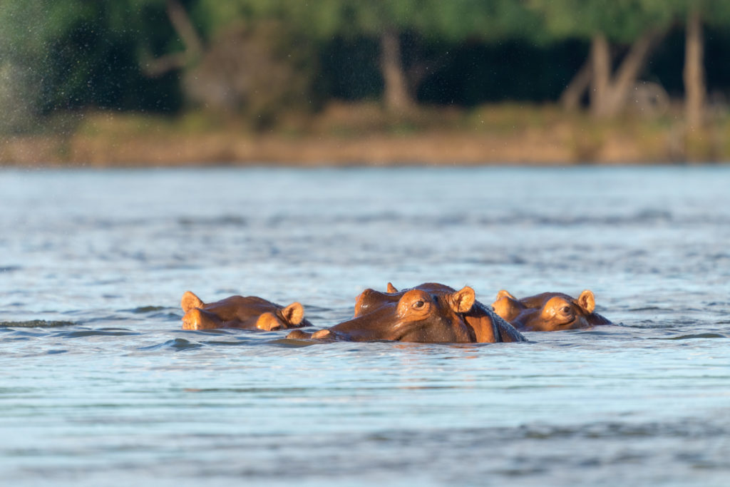 Three hippos surface together, watching from the calm waters of the Zambezi River.