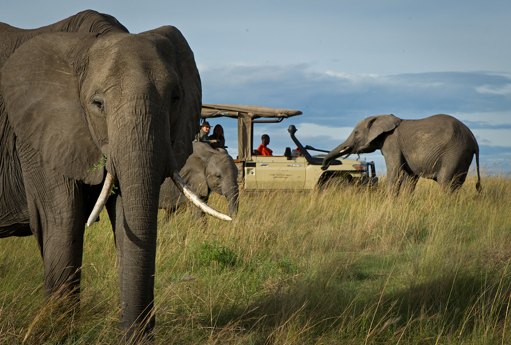 A family of elephants grazes close to a safari vehicle and its guests on the grassy plains of the Maasai Mara.