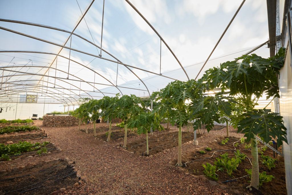 Rows of papaya trees flourish inside the greenhouse at Gmundner Farm