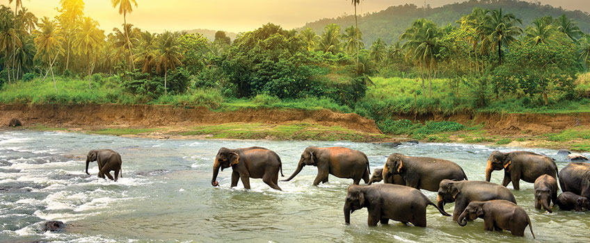 Indian elephants crossing a river in Sri Lanka