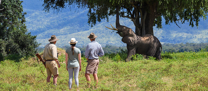 Get up and close with the locals at John's Camp on a walking safari