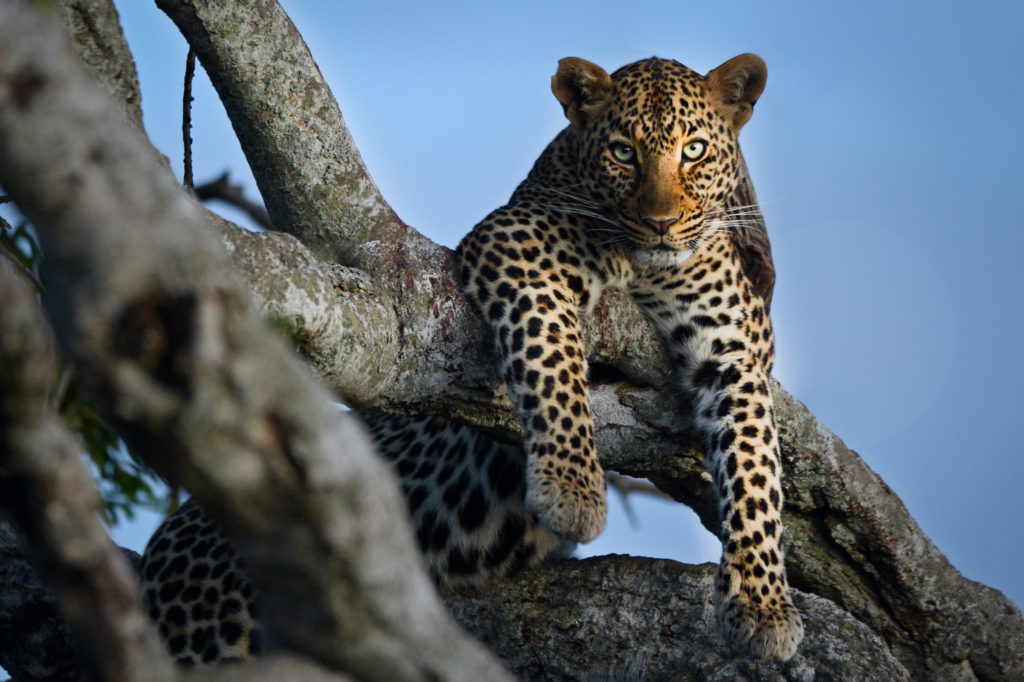 A leopard rests watchfully in the fork of a tree, its long tail draped over the branch below.