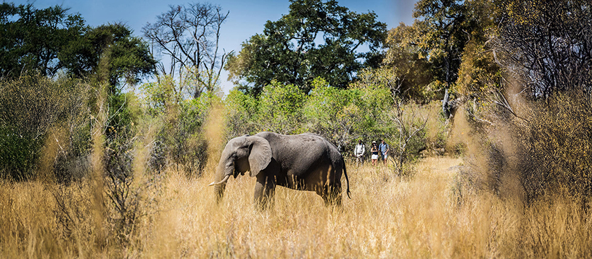 Little Machaba Okavango Delta The Classic Safari Company Little Machaba Okavango Delta The Classic Safari Company
