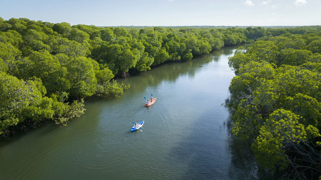 Aerial view of two guests kayaking along a calm channel lined with dense mangrove forest in the Lamu Archipelago, Kenya.