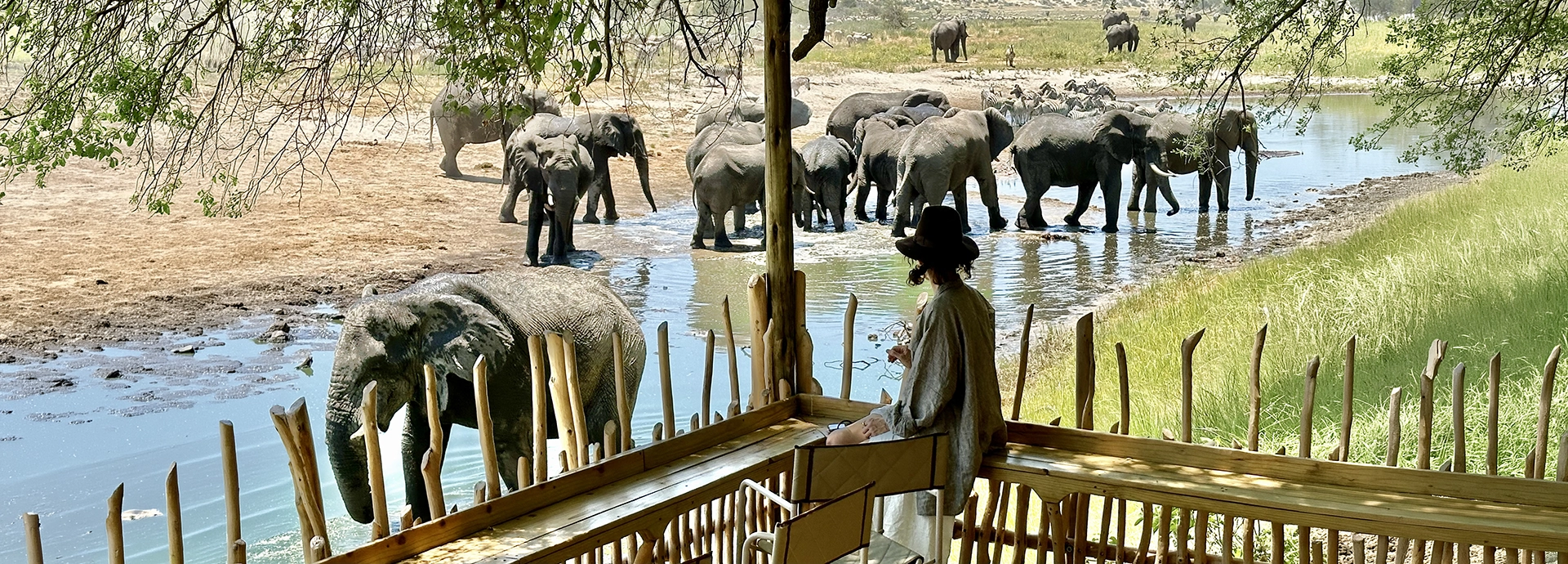 Guests watch elephants gather at the Boteti River from the shaded deck of Moela Safari&rsquo;s main lodge, where herds move silently through the water just metres from camp.