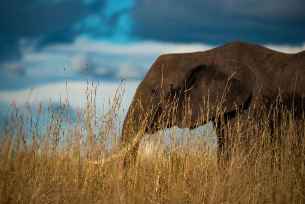 An elephant grazes half-hidden behind tall golden grass beneath a dramatic blue sky streaked with cloud.
