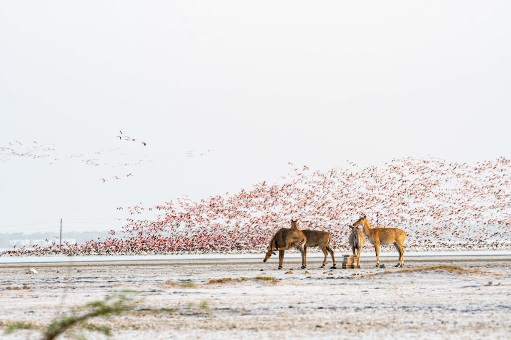 Nilgai antelope standing before a flock of flamingos in the Little Rann of Kutch