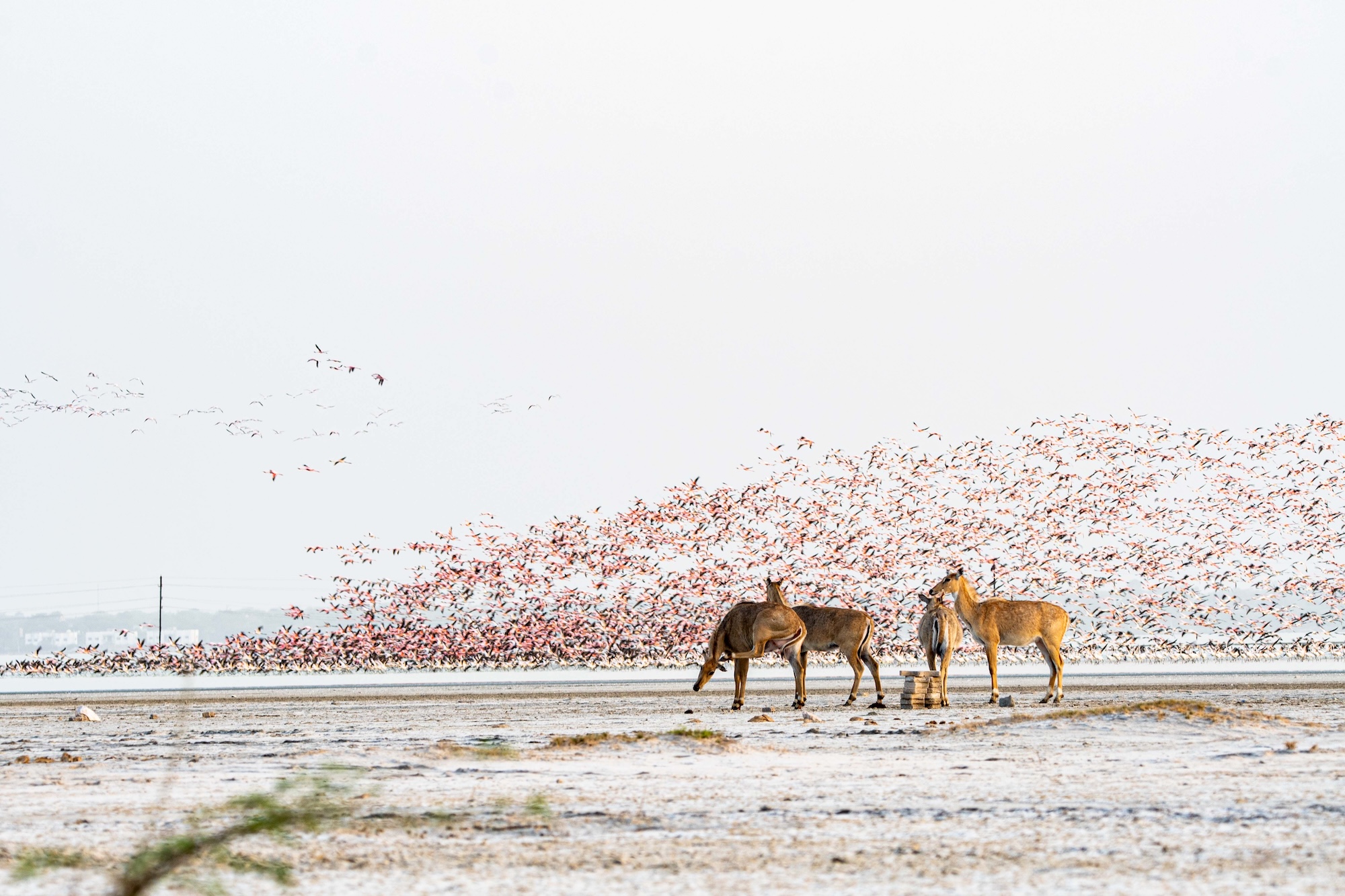 Nilgai antelope with a flock of flamingos rising behind them near Bhuj