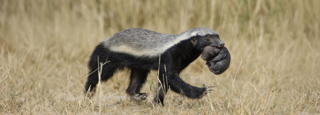 A honey badger carrying her baby in her mouth in Kgalagadi Transfrontier Park, Botswana.