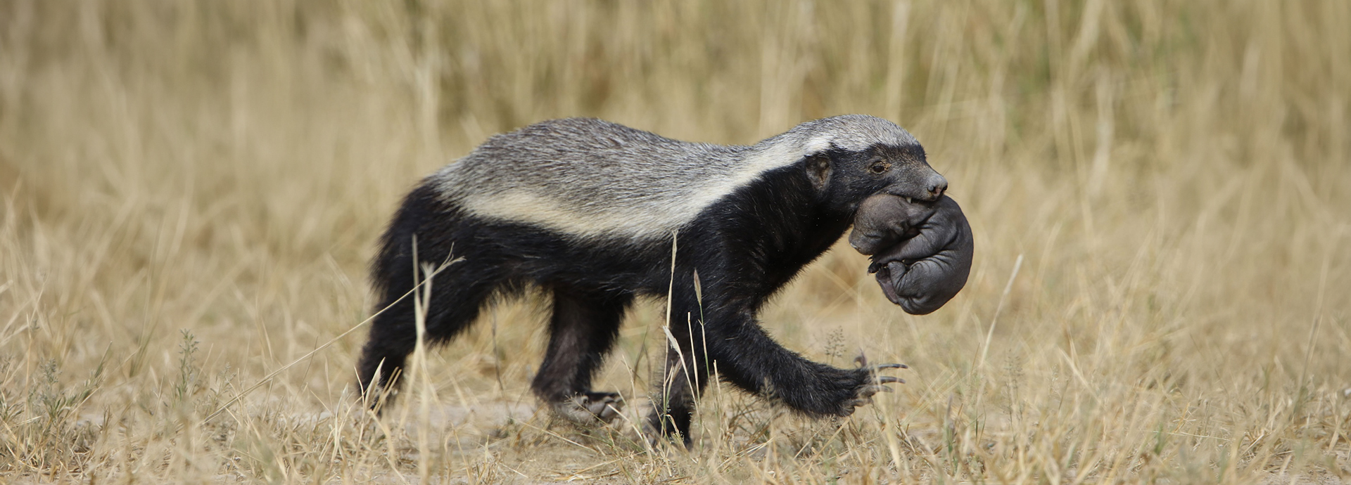 A honey badger carrying her baby in her mouth in Kgalagadi Transfrontier Park, Botswana.