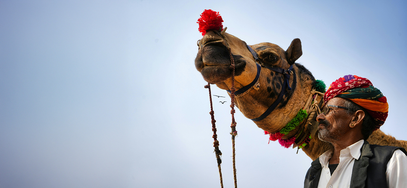 A camel painted for the Pushkar Camel Fair with its owner