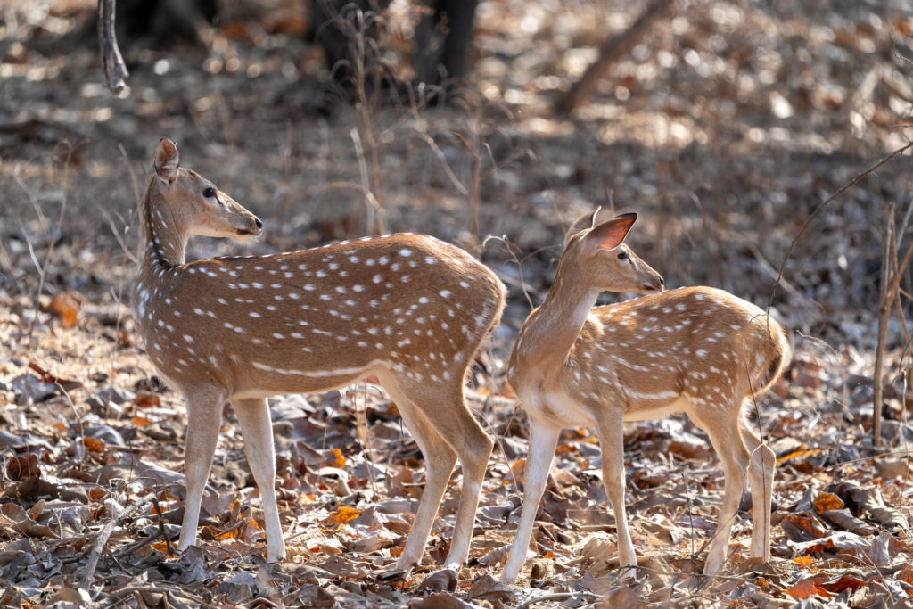 Two spotted chital deer in the dry forest of Gir National Park