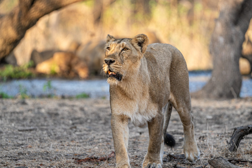 An Asiatic lioness walking through the dry forest of Gir National Park