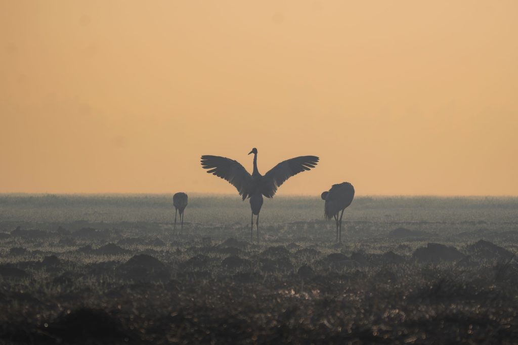 Cranes silhouetted in a misty wetland at dawn