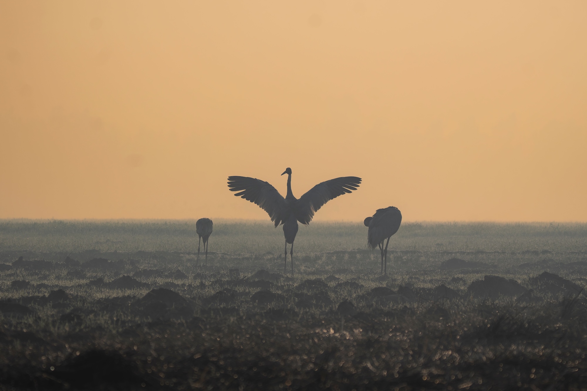 Sarus cranes silhouetted at sunrise on the Kutch grasslands