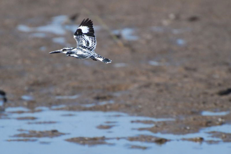 A pied kingfisher in flight over muddy shallows near Poshina, wings raised mid-beat above the water's edge