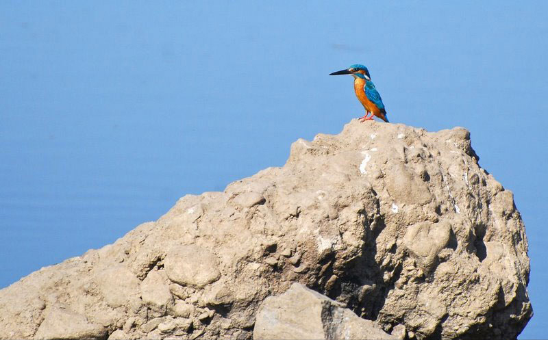 A common kingfisher perched on a rock above the water near Poshina, its blue and orange plumage catching the light