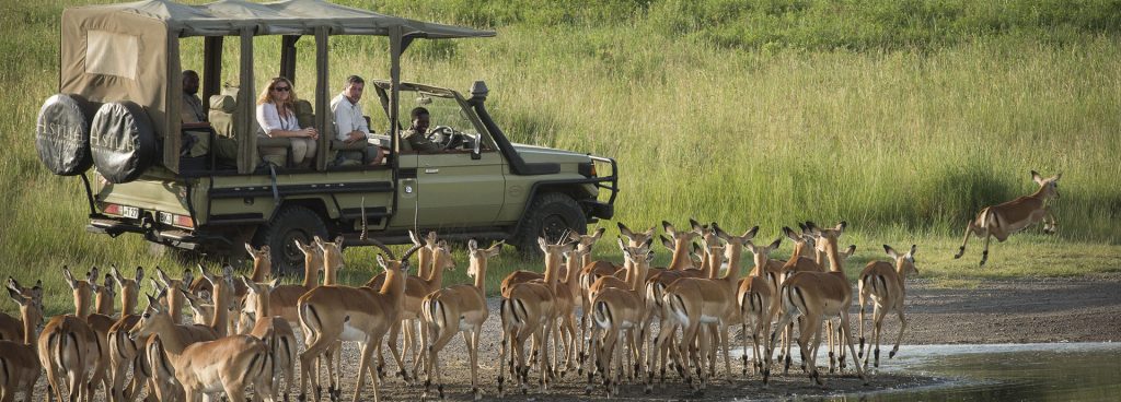 Tourists watching a herd of gazelle on a Serengeti safari
