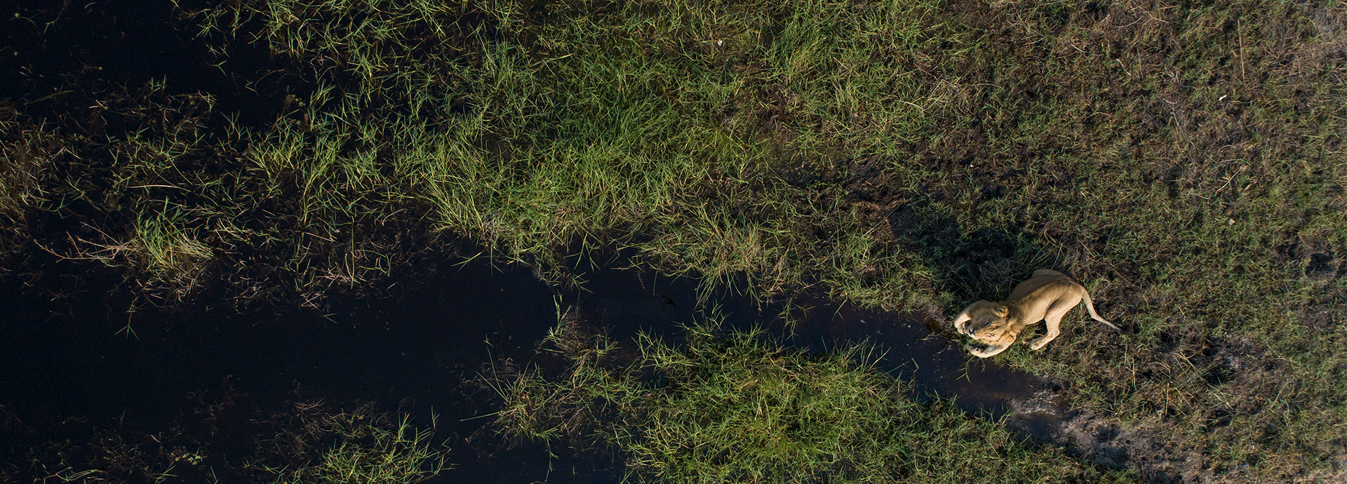 Lion at Shinde, Botswana