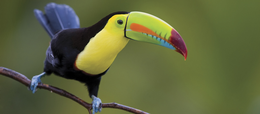 Keel Billed Toucan, from Central America.