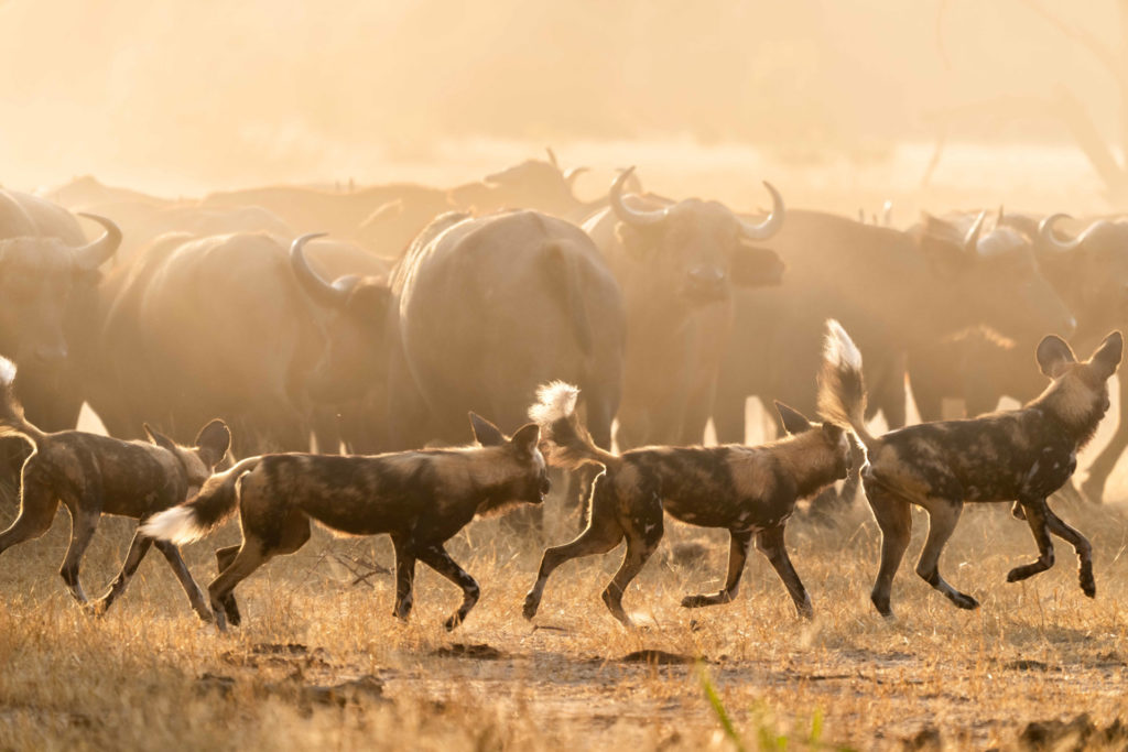 A pack of wild dogs moves past a herd of buffalo in the golden, dust-lit light of dusk.