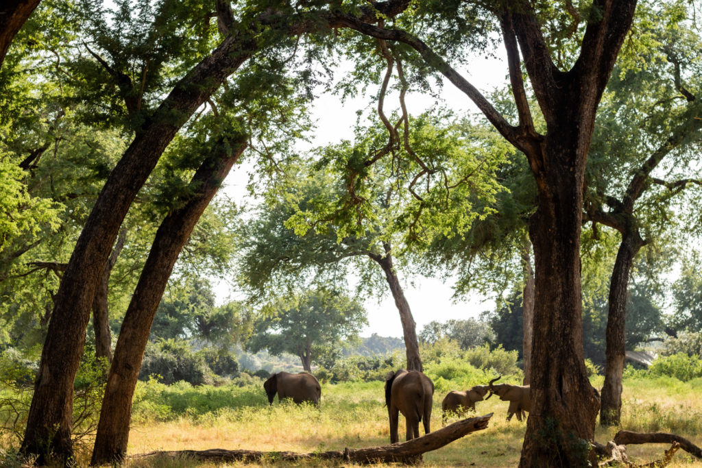 A family of elephants pauses beneath a canopy of trees during a morning walk.