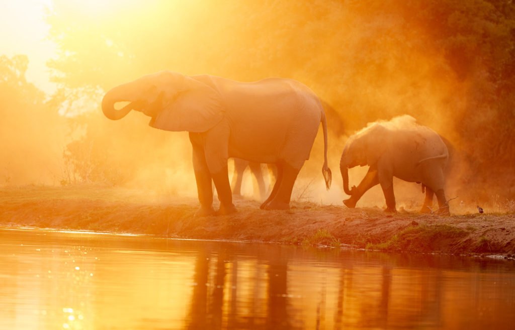 Elephants drink and dust themselves at the water's edge, backlit by warm evening light.