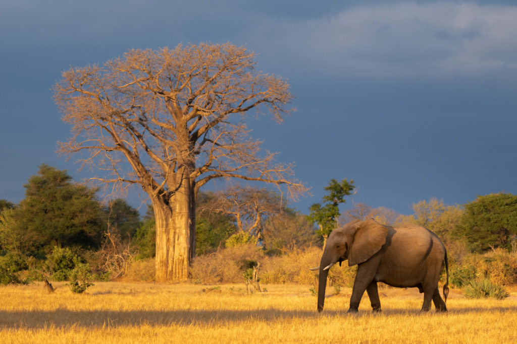 An elephant walks past a towering baobab tree beneath a dramatic, storm-darkened sky.