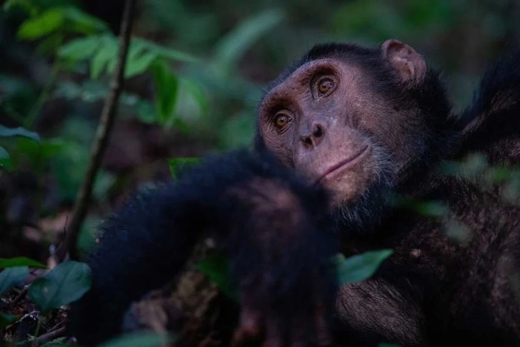 Young chimpanzee lying back and gazing upward in the forest of Kyambura Gorge, Uganda